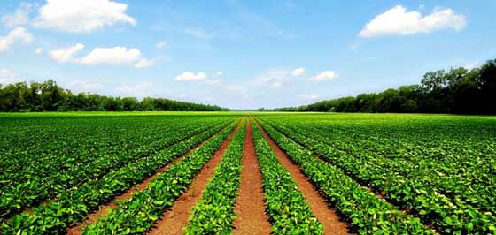 agriculture lands in chennai